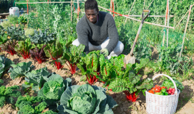 African man farmer with shovel caring for beets in his garden